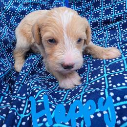 Happy - Apricot male Schnoodle puppy in Perry, Arkansas from Central AR Schnoodles