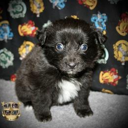 Glenda - Black & white female Australian Shepherd puppy in El Dorado Springs, Missouri from HP Aussie Kennels