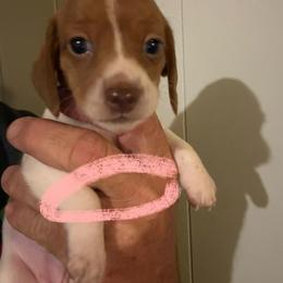 Girl 1 - Red female Dachshund puppy in Paisley, Florida from Pantheon Dachshunds