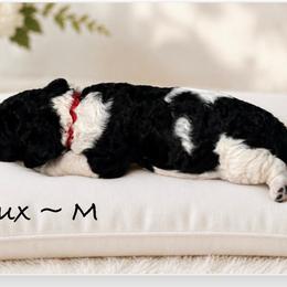 Tux - Parti male Poodle puppy in Greenwich, New York from MizzElle’s Standard Poodles