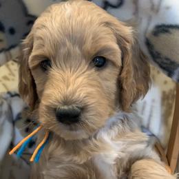 Goldendoodle Puppies from Goldendoodle Baby
