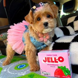 Bailey - Apricot female Maltipoo puppy in Sugar Land, Texas from Celebrity Maltipoos