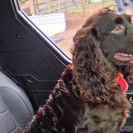 Boykin Spaniels from Jacob Appleby