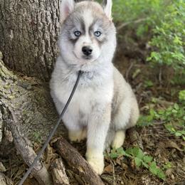 Pomsky and Siberian Husky Puppies from A-Dream Pomsky Kennel