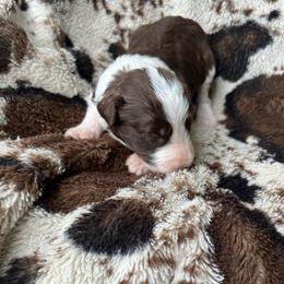 Myrtle - Red male Aussiedoodle puppy in Cleveland, Tennessee from C&S Kennels
