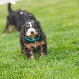 Bernedoodle and Goldendoodle Puppies from Sunnydoodle Utah