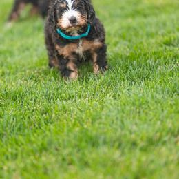 Bernedoodle and Goldendoodle Puppies from Sunnydoodle Utah