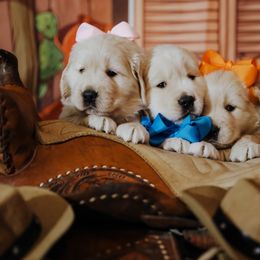 Golden Retriever Puppies from Big Bend Goldens