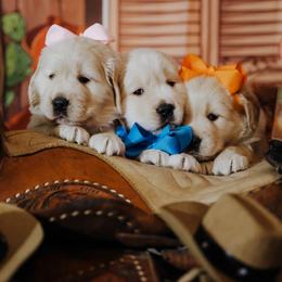 Golden Retriever Puppies from Big Bend Goldens