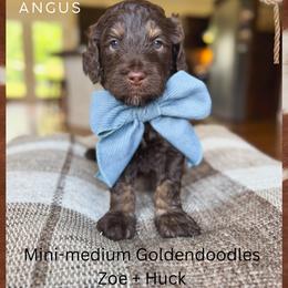 Angus - Phantom male Goldendoodle puppy in New Harmony, Indiana from Cottonwood Farms