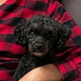 Roxie - Cavapoo