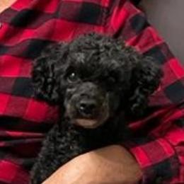 Roxie - Cavapoo