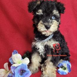 Boy 3 - male Miniature Schnauzer puppy in Fairhope, Alabama from Puppy Sugars Kennels