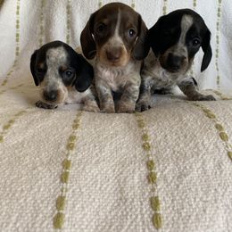Dachshund Puppies from Destiny's Dachshunds