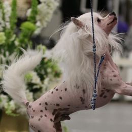 American Hairless Terriers and Chinese Cresteds from Edelweiss Kennels