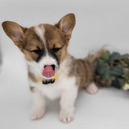 German Shepherd and Pembroke Welsh Corgi Puppies from J&R Shepherds & Corgis