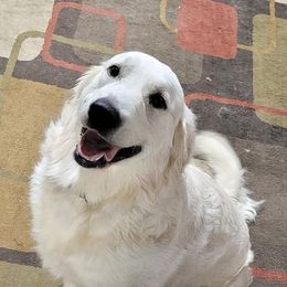 Dottie - Golden Retriever