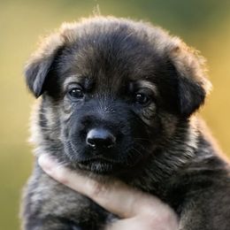 German Shepherds from Creede K9