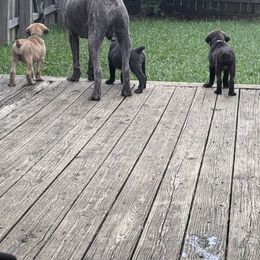 Cane Corso Puppies from Aries Legecy Cane Corso