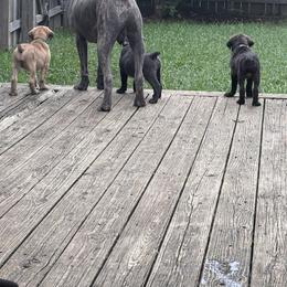 Cane Corso Puppies from Aries Legecy Cane Corso