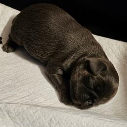 Blue tan - Blue male Brussels Griffon puppy in Huntsville, Alabama from Tammy's Brussels