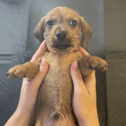 Bruno - Red Dachshund puppy in Chico, California from Hursh’s Hounds