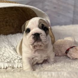Bulldog Puppies from Sweet Rolls