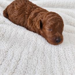 Autum - Red  male Poodle puppy in Midway City, California from Rapture Red Poodles