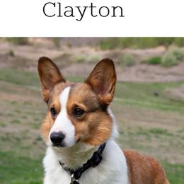 Clayton - Pembroke Welsh Corgi