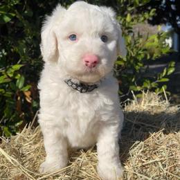 Black - White female Sheepadoodle puppy in Archer, Florida from Gainesville Sheepadoodles