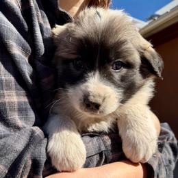 Velvet- yellow - Badger female Colorado Mountain Dog puppy in Cotopaxi, Colorado from Once Upon A Moose (OUM)