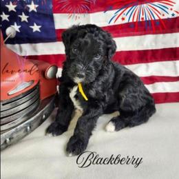 Blackberry - Black female Cockapoo puppy in Mancelona, Michigan from Lavender poodles & doodles