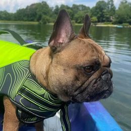 Ginger - French Bulldog