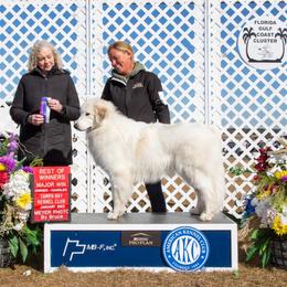 Lilly - Great Pyrenees