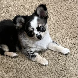 Chihuahua Puppies from Trenda's Chihuahuas