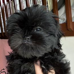 Midnight - Black and white male Shih Tzu puppy in Hickory, North Carolina from PAWSitive Breeders of the Carolinas