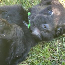 Bernedoodle Puppies from Eva Hutcherson