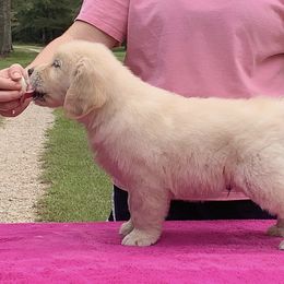Golden Retriever Puppies from Briarcrest Golden Retrievers