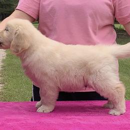 Golden Retriever Puppies from Briarcrest Golden Retrievers