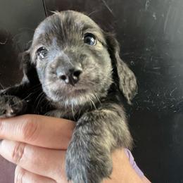 Brussel Sprout - Cream male Dachshund puppy in Bigfork, Minnesota from Dachshunds Up North