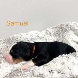 Samuel - Tri-color male Bernedoodle puppy in Temperance, Michigan from Michigans Bernedoodle’s