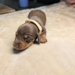 Hermes - Dapple male Dachshund puppy in Waddell, Arizona from The Bearded Companions