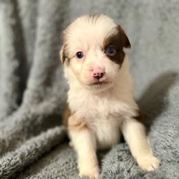 Lyra - Red merle female Australian Shepherd puppy in Athens, Texas from Ricochet Corgis