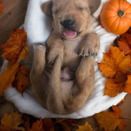 BRUTUS - Red male Dachshund puppy in Greenfield, Ohio from Buck Run Creek Dachshunds & Labradors