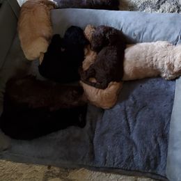 Poodle Puppies from Polly Wally Doodles and Poodles