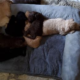 Poodle Puppies from Polly Wally Doodles and Poodles