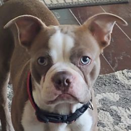 Luka - Boston Terrier