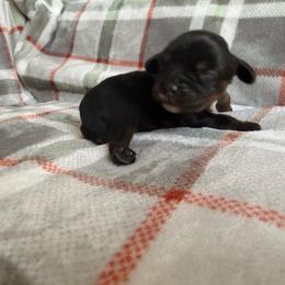 Girl 1 - Black and tan female Cavalier King Charles Spaniel puppy in Rockville, Maryland from Skais the Limit
