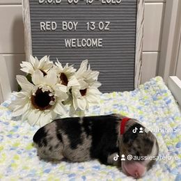 Aussiedoodle and Australian Shepherd Puppies from Loving Puppy Paws Kennel