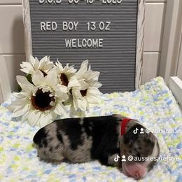 Aussiedoodle and Australian Shepherd Puppies from Loving Puppy Paws Kennel